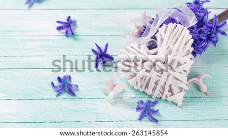 Postcard with decorative heart and fresh spring  flowers on turquoise painted wooden planks. Selective focus. Place for text.