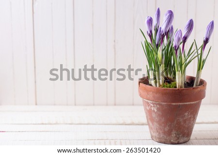 Fresh spring flowers crocuses in old terracotta pot  on white wooden table. Still life photo. Selective focus.