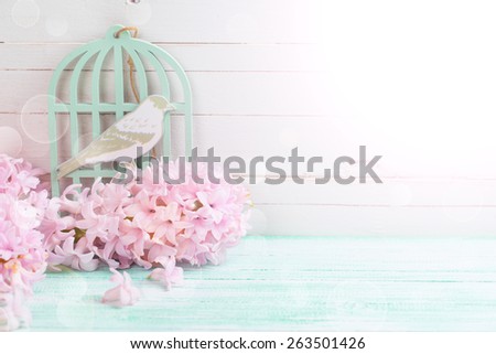 Postcard with fresh flowers hyacinths  and bird in ray of light on turquoise painted wooden planks against white wooden wall. Selective focus.