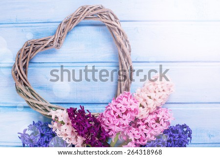 Postcard with fresh hyacinths  and  heart in ray of light on blue wooden  background. Romantic background. Selective focus. Place for text.