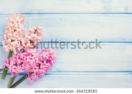 Postcard with fresh pink hyacinths on  light blue painted  wooden planks. Toned image. Selective focus. Place for text.