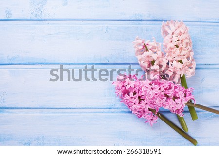 Postcard with fresh pink hyacinths on  light blue painted  wooden planks. Selective focus. Place for text.