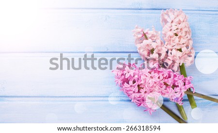 Postcard with fresh pink hyacinths  in ray of light on  blue painted  wooden planks. Selective focus. Place for text.