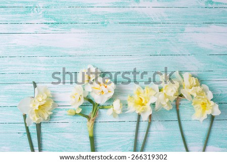 Beautiful spring yellow narcissus  in ray of light on turquoise painted wooden planks. Selective focus. Place for text