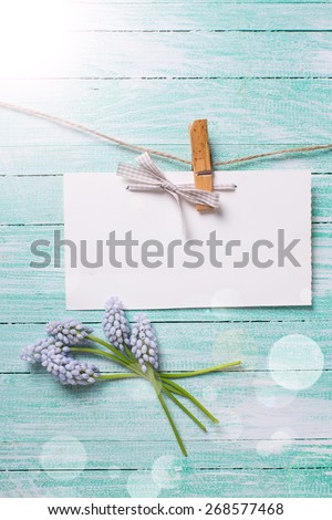 Fresh  spring muscaries  and empty tag on clothes line in ray of light  on turquoise  painted wooden planks. Selective focus. Place for text.