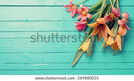 Fresh  spring red tulips flowers  on turquoise  painted wooden planks. Selective focus. Place for text. Toned image.