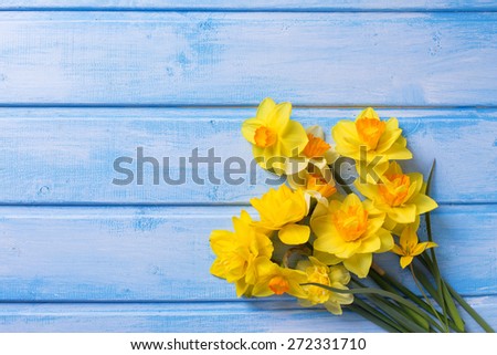 Bright yellow  daffodils  flowers  on blue  painted wooden planks. Selective focus. Place for text.