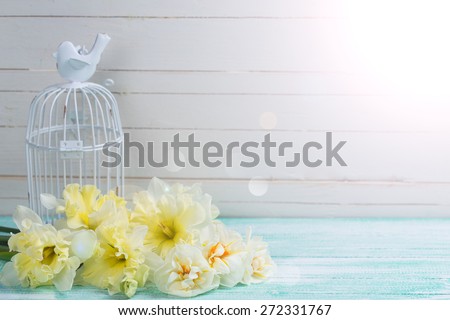 Tender spring yellow narcissus and bird cage in ray of light on turquoise painted wooden planks against white wall. Selective focus. Place for text