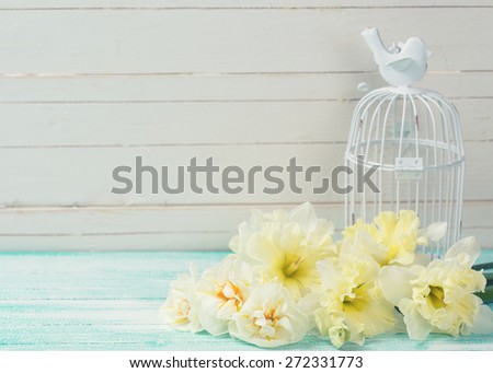 Tender spring yellow narcissus and bird cage on turquoise painted wooden planks against white wall. Selective focus. Place for text  Toned image.