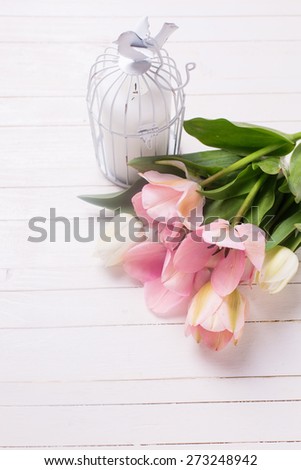 Fresh  spring white and pink  tulips  on white  painted wooden background. Selective focus. Place for text.