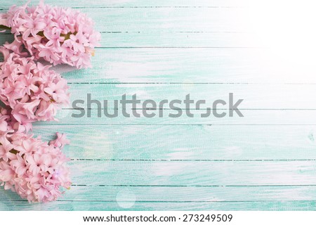 Fresh pink flowers hyacinths in ray of light  on turquoise painted wooden planks. Selective focus. Place for text.