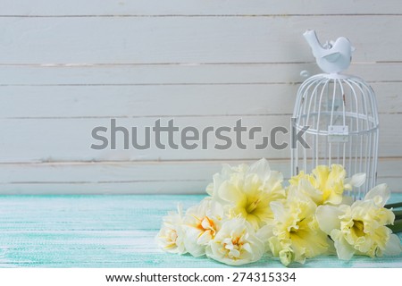 Tender spring yellow narcissus and bird cage on turquoise painted wooden planks against white wall. Selective focus. Place for text