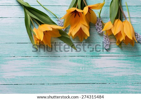 Postcard with fresh  spring yellow tulips, blue myscaries on turquoise  painted wooden background. Selective focus. Place for text.