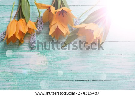 Postcard with fresh  spring yellow tulips, blue myscaries  in ray of light on turquoise  painted wooden background. Selective focus. Place for text.