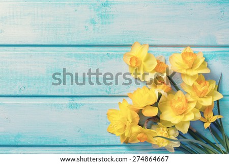 Bright yellow  daffodils  flowers  on  light blue  painted wooden planks. Selective focus. Place for text. Toned image.