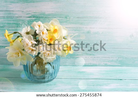 Background with colorful narcissus flowers in blue vase in ray of light  on turquoise painted wooden planks. Selective focus. Place for text.