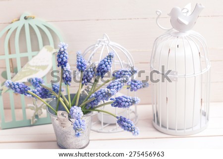 Background with fresh spring blue muscaries flowers in bucket  and candles on white wooden planks. Selective focus. Place for text. Toned image.
