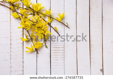 Background with yellow  spring flowering branches of trees on white painted wooden planks. Selective focus. Place for text.