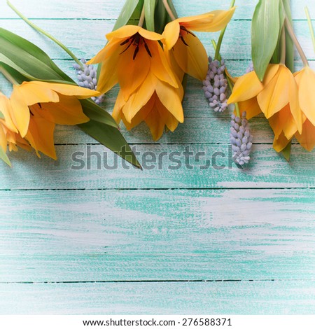 Postcard with fresh  spring yellow tulips, blue muscaries on turquoise  painted wooden background. Selective focus. Place for text. Square image.