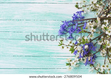 Background with white spring flowering branches of trees  and blue flowers on turquoise painted wooden planks. Selective focus. Place for text.