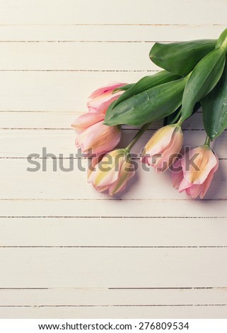Fresh  spring  pink  tulips  on white  painted wooden background. Selective focus. Place for text. Toned image.