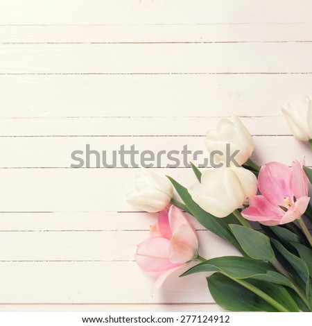 Fresh  spring white and pink  tulips  on white  painted wooden background. Selective focus. Place for text.  Square image.