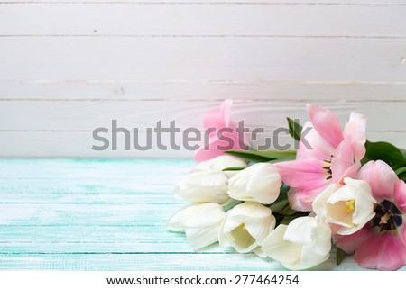 Postcard with fresh  white and pink flowers tulips on turquoise painted planks against white wall. Selective focus.