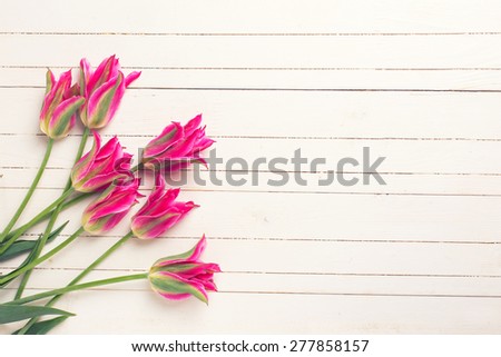 Fresh  spring pink  tulips  on white  painted wooden planks. Selective focus. Place for text.  Toned image.