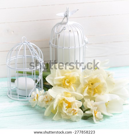 Background with fresh spring flowers tulips and daffodils  and candles in decorative bird cages on turquoise painted planks against white wall. Selective focus. Square image.