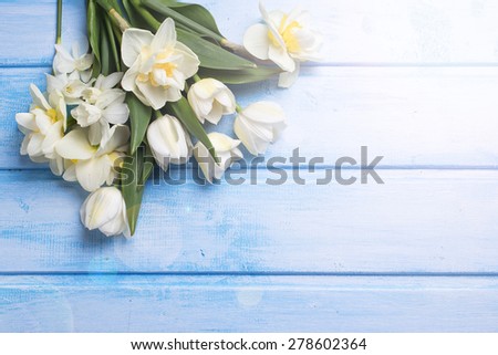 Fresh  spring white tulips and daffodils  flowers in ray of light  on blue  painted wooden background. Selective focus. Place for text.