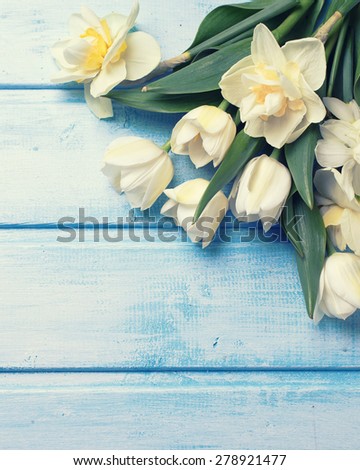 Fresh  spring white tulips and narcissus flowers  on blue  painted wooden background. Selective focus. Place for text. Toned image.
