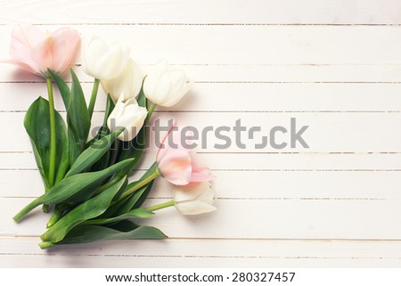 Fresh tender  spring white and pink  tulips  on white  painted wooden background. Selective focus. Place for text.  Toned image.
