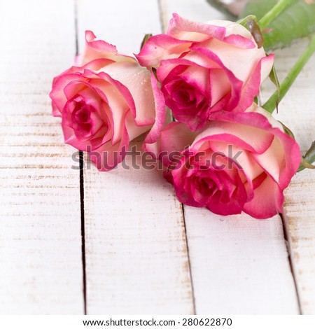 Background with fresh flowers roses in ray of light and empty place  for your text. Roses on white wooden table. Selective focus is on left rose. Square image.