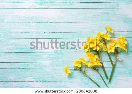 Background with little yellow  daffodils  flowers on turquoise  painted wooden planks. Selective focus. Place for text.