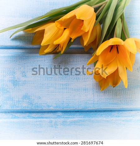 Background with fresh  spring yellow tulips  on blue painted wooden planks. Selective focus. Place for text. Square image.