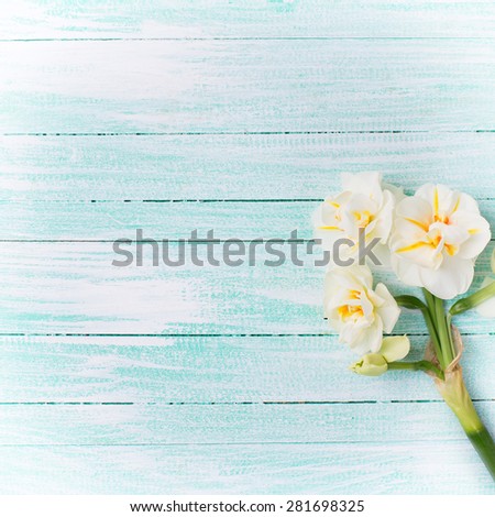 Fresh yellow narcissus on turquoise painted wooden planks. Selective focus. Place for text. Square image.