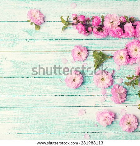 Background with bright pink   flowers on turquoise wooden planks. Selective focus. Place for text. Square image.