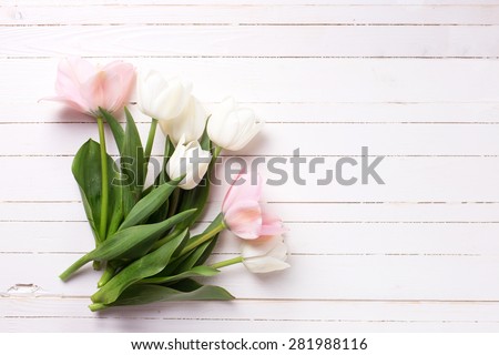Fresh tender  spring white and pink  tulips  on white  painted wooden background. Selective focus. Place for text.