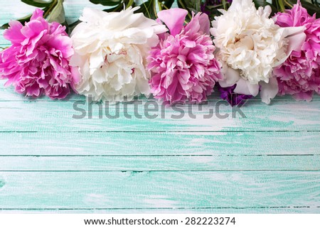 Fresh pink and white peonies flowers on turquoise painted wooden background. Selective focus. Place for text.