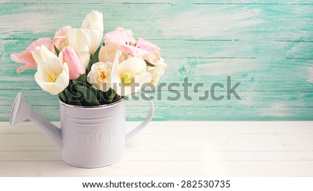 Fresh  spring white and pink  tulips and narcissus in decorative watering can  on white painted wooden background against turquoise wall. Selective focus. Place for text. Toned image.