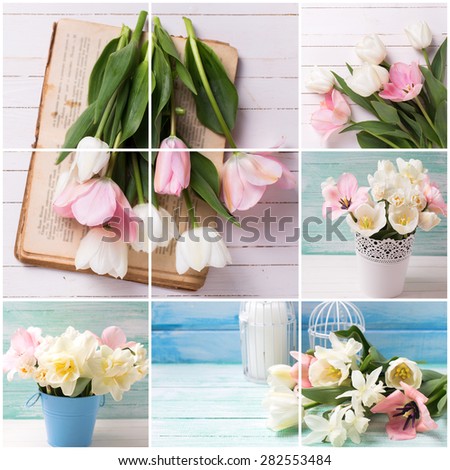 Collage with fresh  spring white and pink  tulips on white  painted wooden background. Selective focus. Place for text.