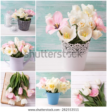 Collage from  photos with  spring white narcissus and pink tulips   on white painted wooden background against turquoise wall. Selective focus.