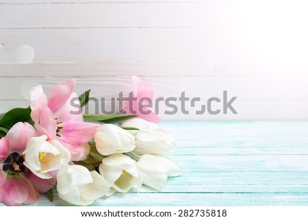 Postcard with fresh  white and pink flowers tulips in ray of light  on turquoise painted planks against white wall. Selective focus.