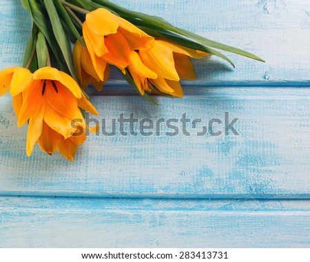 Background with fresh  spring yellow tulips  on blue painted wooden planks. Selective focus. Place for text.  Toned image.