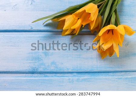 Background with fresh  spring yellow tulips  on blue painted wooden planks. Selective focus. Place for text.