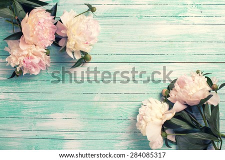 Splendid  white  pink  peonies flowers on turquoise painted wooden planks. Selective focus. Place for text. Toned image.