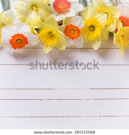 Border from colorful yellow and orange spring flowers  on white  painted wooden planks. Selective focus. Place for text.  Square image.