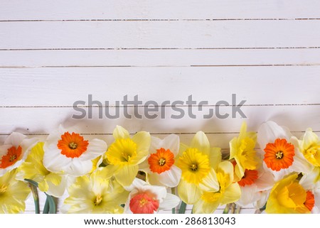 Border from colorful yellow and orange spring flowers  on white  painted wooden planks. Selective focus. Place for text.