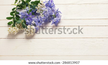 Background with fresh tender blue and white flowers on white painted wooden planks. Selective focus. Place for text. Toned image.