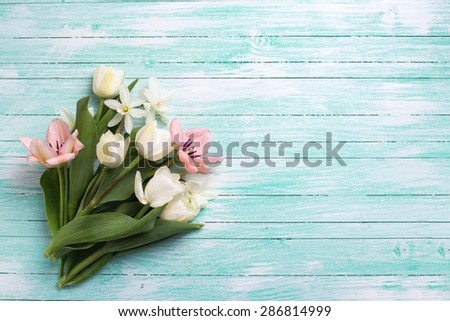 Fresh  spring yellow tulips and narcissus flowers on turquoise  painted wooden background. Selective focus. Place for text.